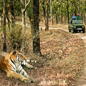 Kanha - Kipling's Jungle Book country - meadows, sal forests, the rare barasingha, and o